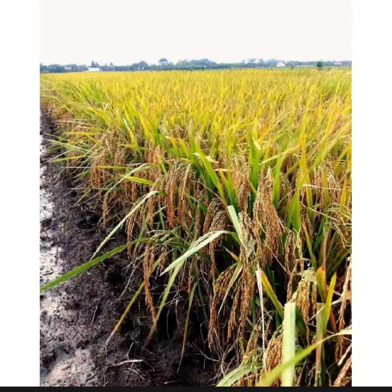 Benih padi padaherang 02 5kg