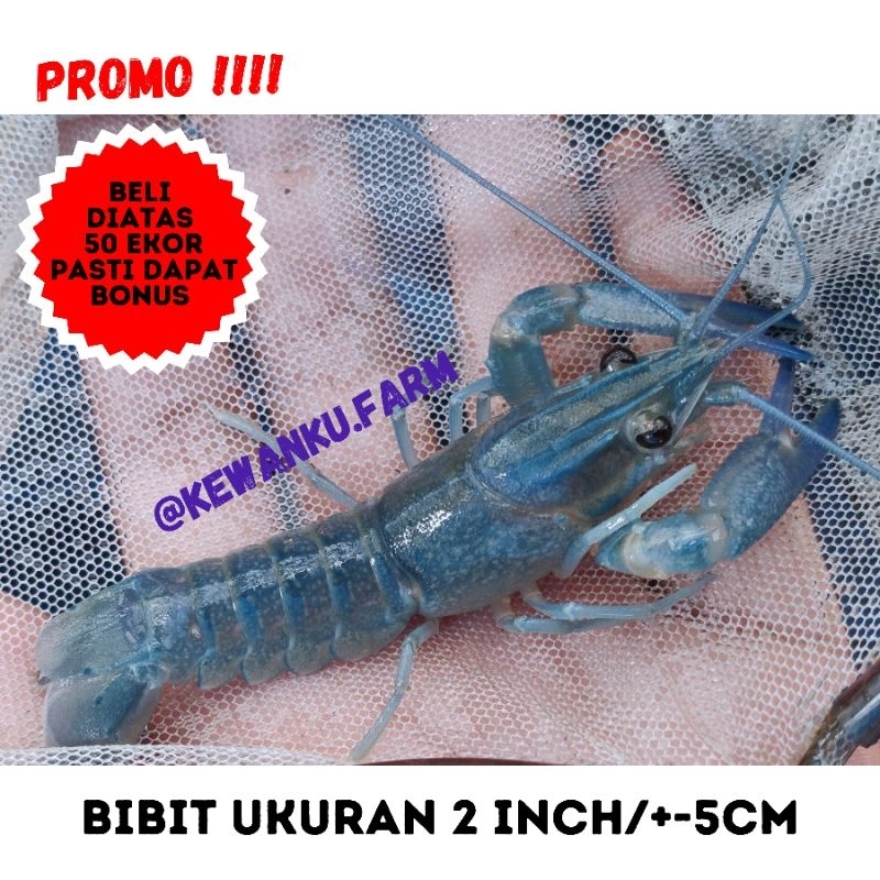 

Gambar Bibit Lobster Air Tawar Konsumsi Red Claw Grade 2 INCH