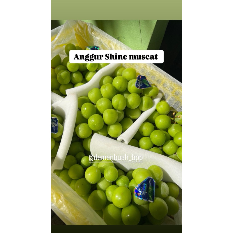 

anggur Shine muscat