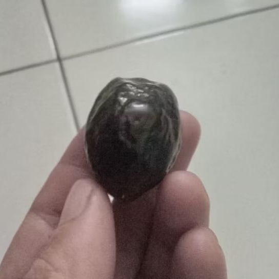 muncang adu panjangan si keras pasangan bagus