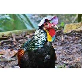 TELUR AYAM HUTAN X JAWA / BEKISAR UNTUK DI TETASKAN