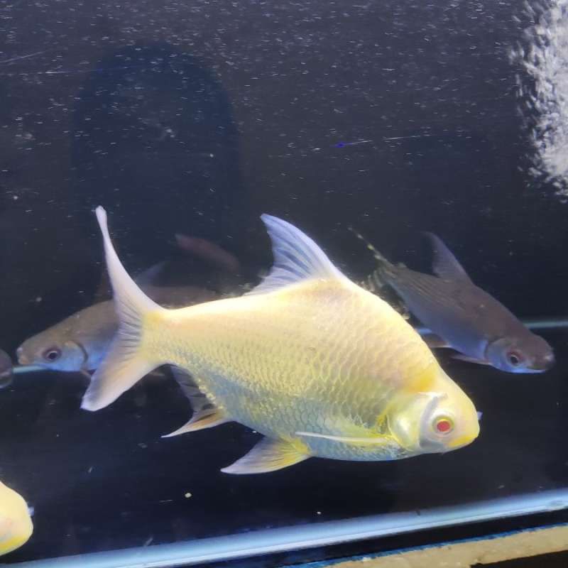 kaviat albino bagus