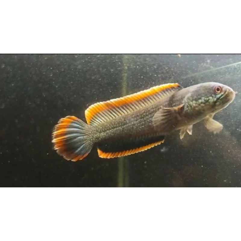 Limbata Jumbo Pedas Tebal ||cek videonya||