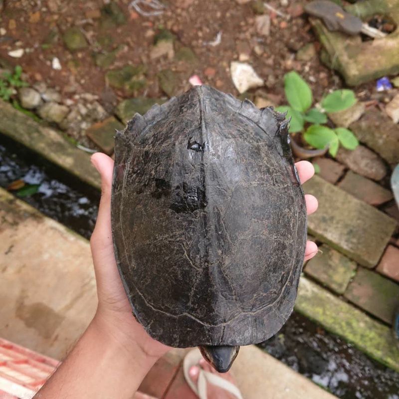 kura kura pipi putih