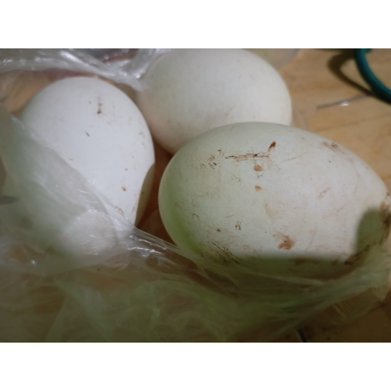 

TELUR SOANG FRESH