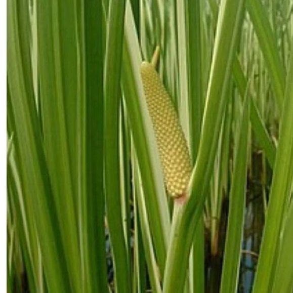 

DAUN DELINGO SEGAR FRESH 100 GRAM SEGAR