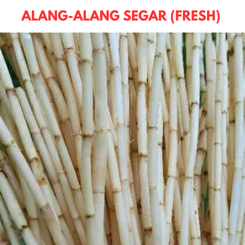 

1Kg Akar Alang alang Segar Higienis alang-alang fresh
