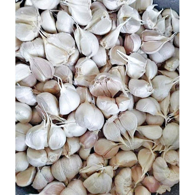 

bawang kating Fress dan bersih kupasan