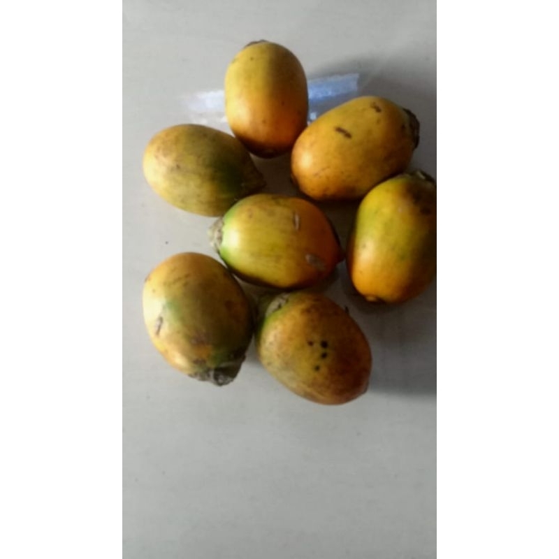 

Pinang Tua segar / pinang tua per 1 kg