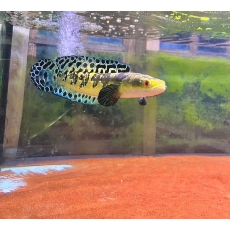 GARANSI maru ys LABEL BATIK 15-25 kualitas premium yellow sentarum