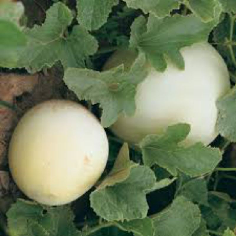 Benih Melon Putih Honeydew isi 5 butir biji
