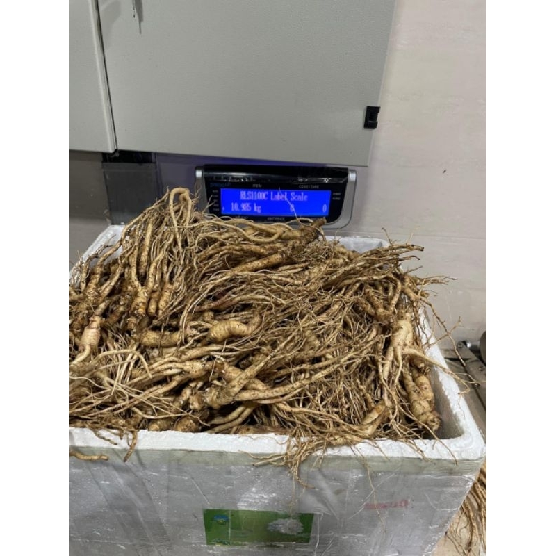 

Gingseng Korea lokal jumbo 1kg murah original organik