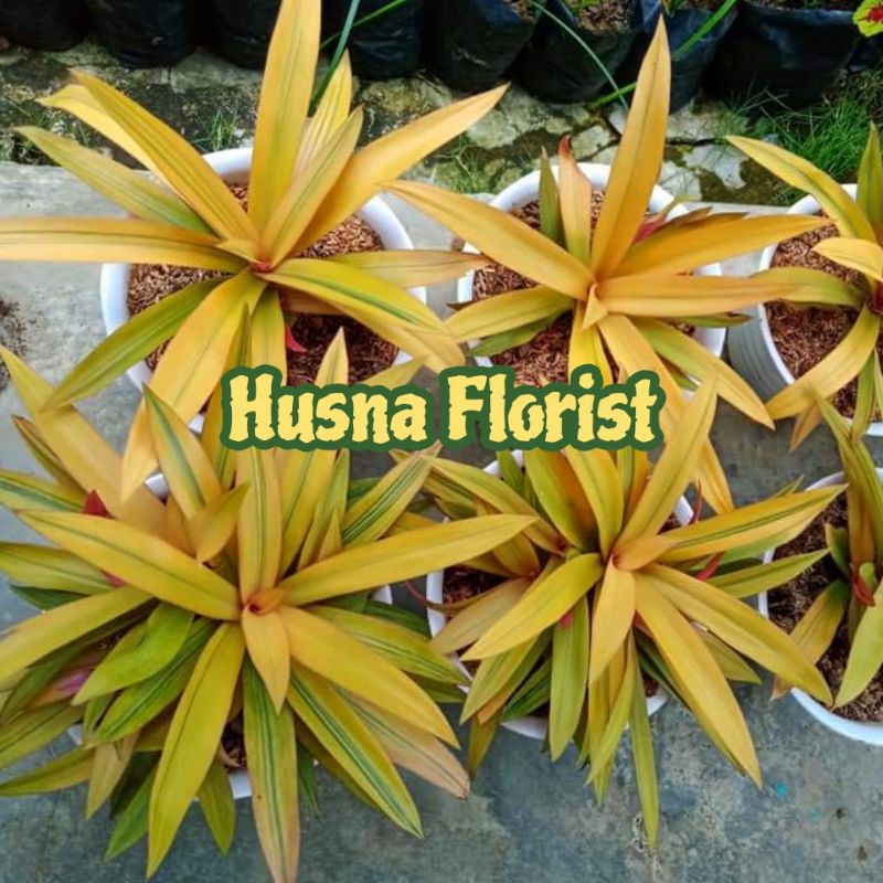 Bunga Adam Hawa Kuning, Variegata dan Hijau