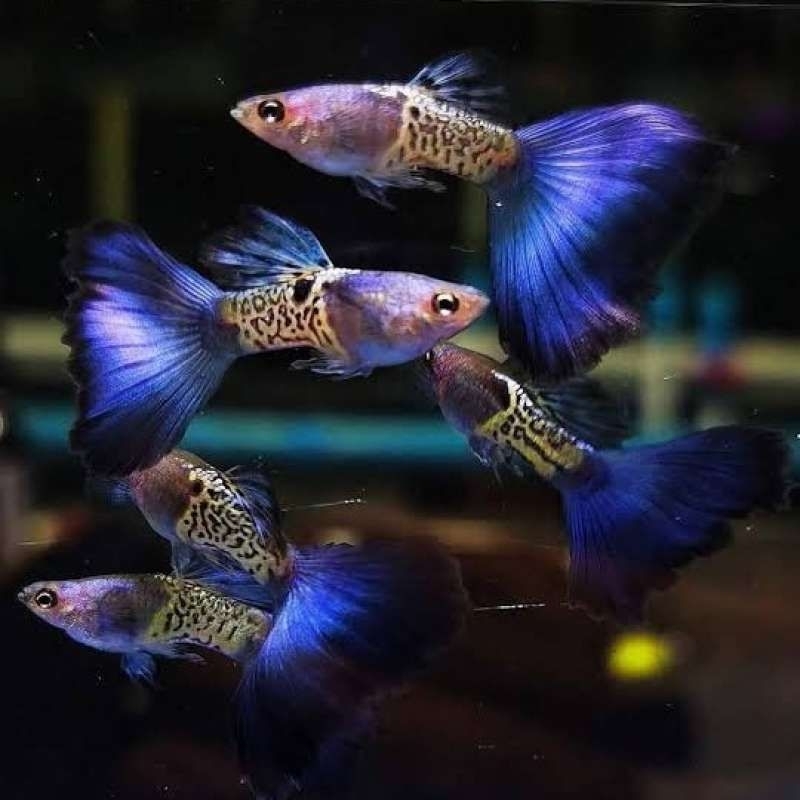 guppy blue tail(paketan 6e)
