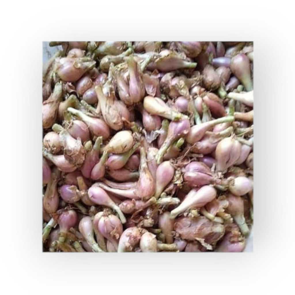 

BAWANG SUMENEP ASLI, 1KG ,BESAR HARGA GROSIR