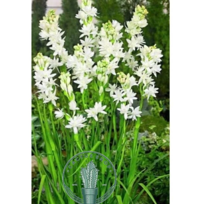 Tanaman Hias Sedap malam Bunga Putih / Bunga Hidup Sedap malam Bunga Wangi Tanaman Sedap malam