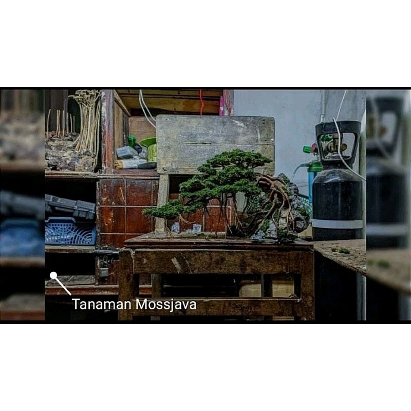 Bonsai aquascape siap pakai ukuran P30. cm sudah diplanting mossjava