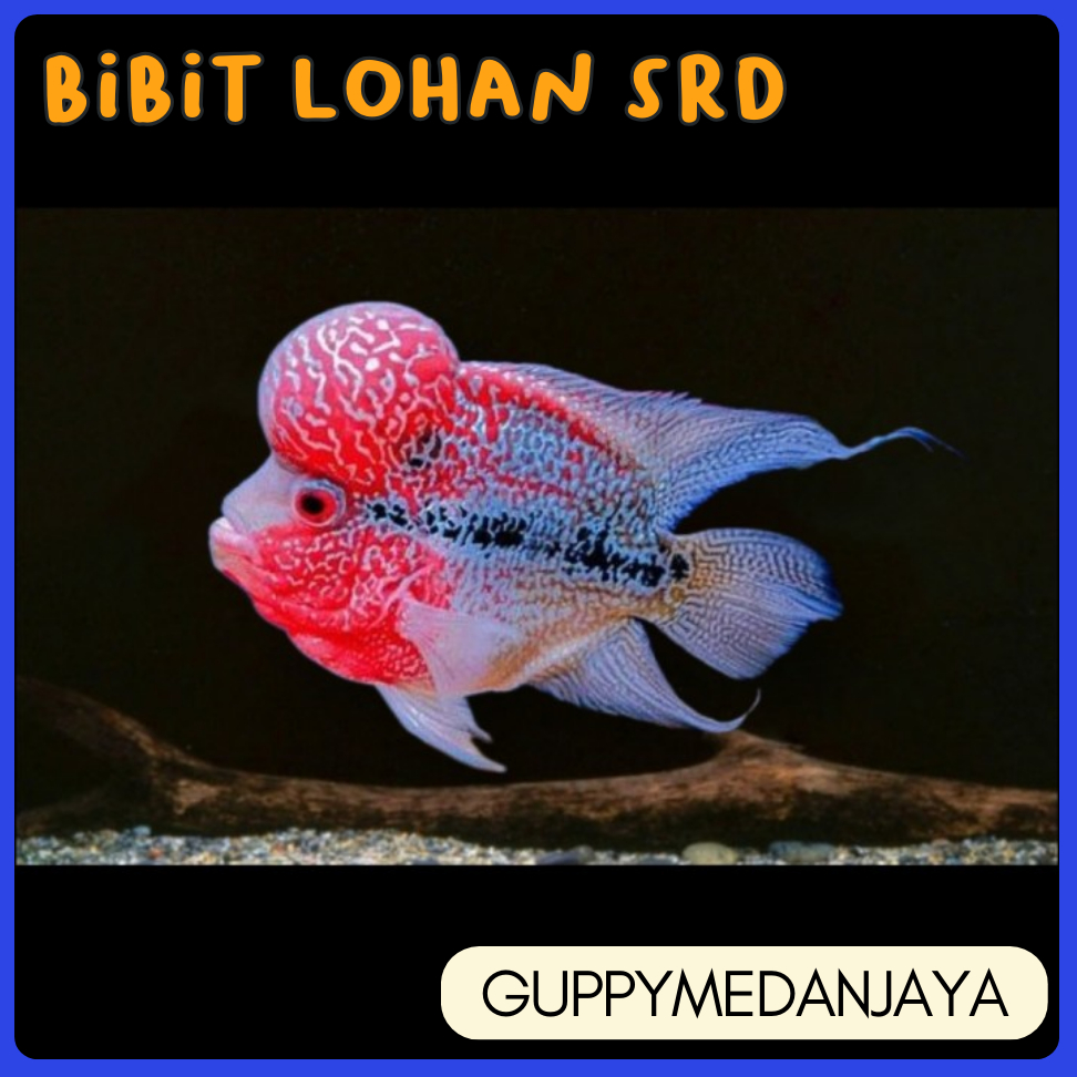 

BIBIT LOHAN SRD 3-4 CM - BUKAN MAINAN ANAK - PELET IKAN LOHAN
