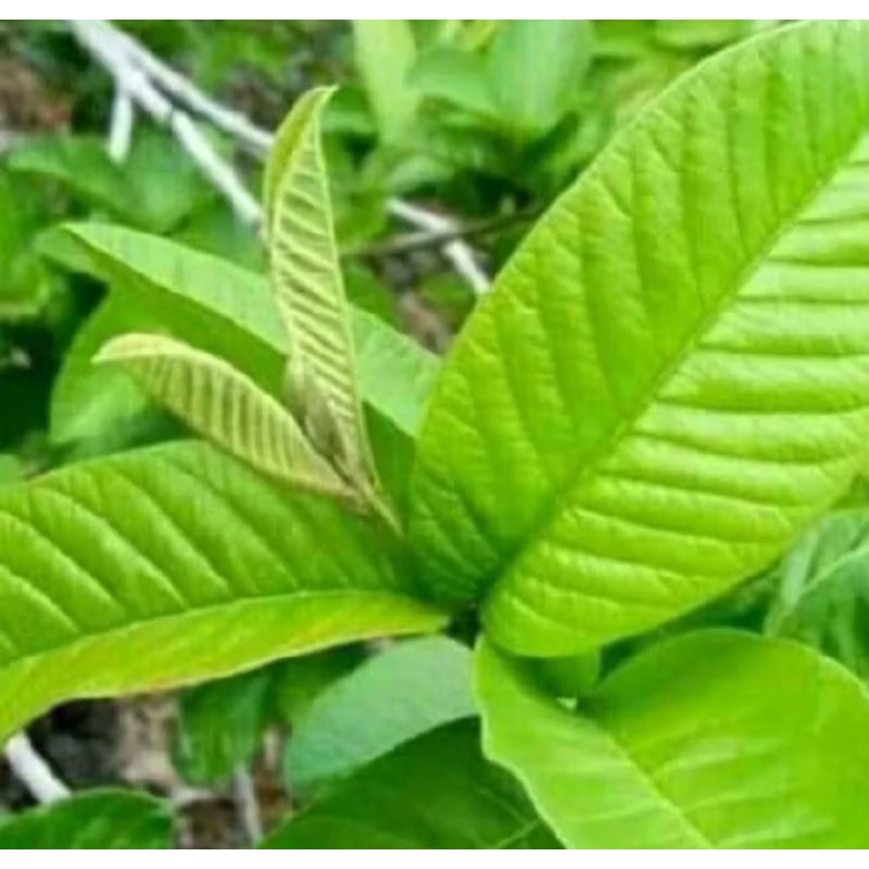 

daun jambu biji 100 gr