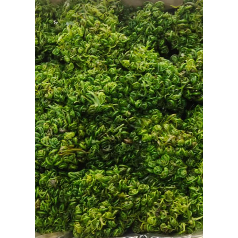 

Pakis Hijau Kalimantan 1 Pcs Fresh