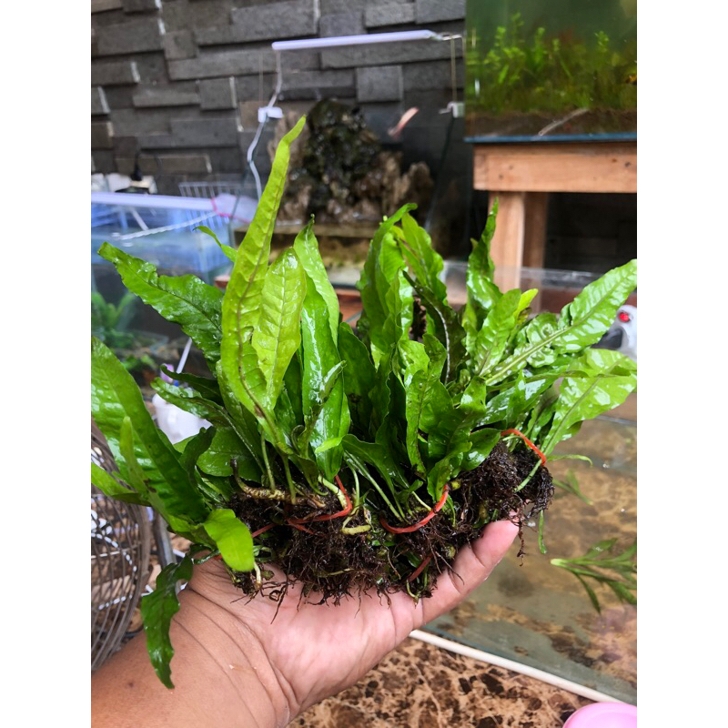 kadaka java fern per ikat