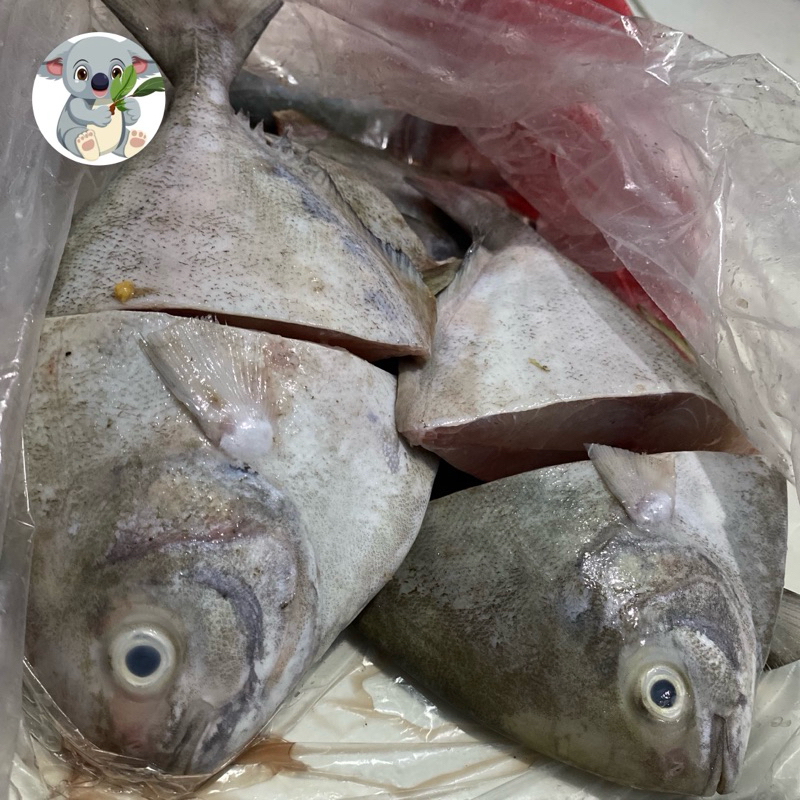 

Ikan bawal laut 500gr Sudah di bersihkan 500 gr