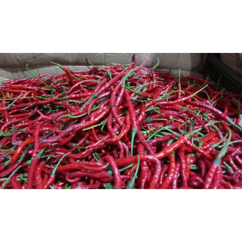 

Cabe merah kriting (250gr)