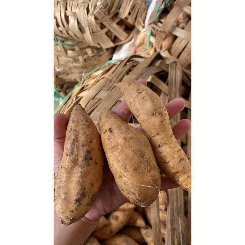 

Jual ubi cilembu madu online