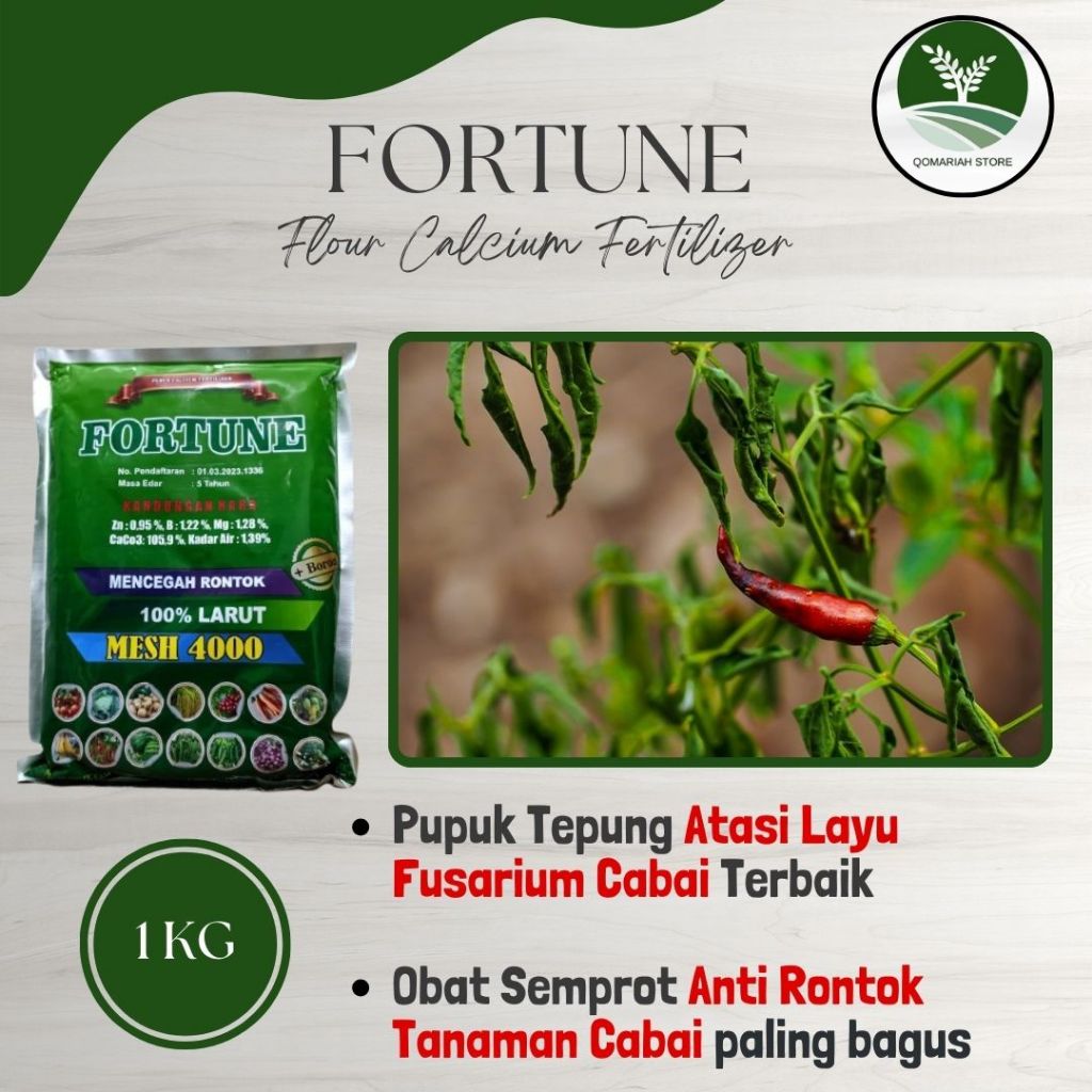 termurah obat layu fusarium cabe paling ampuh - FORTUNE 1KG - pupuk busuk daun,busuk buah cabe terba