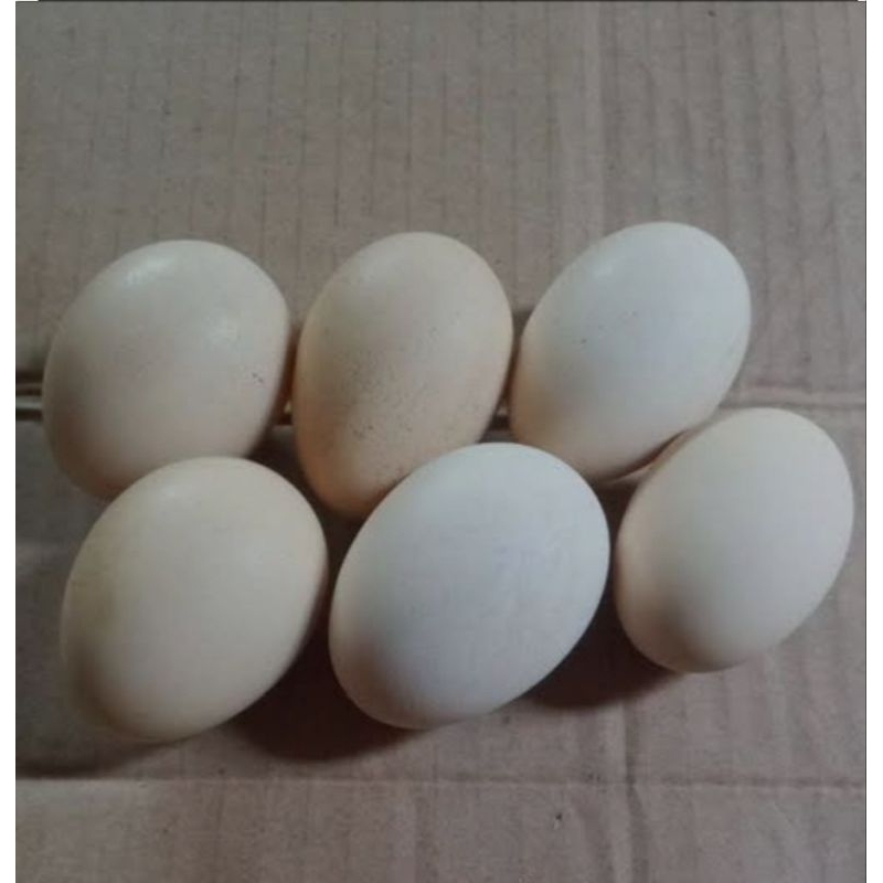 

Telur Ayam Fertil Bisa ditetaskan