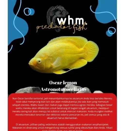 (mainan ikan )oscar lemon 10-12  cm 2 - 2.5 jari
