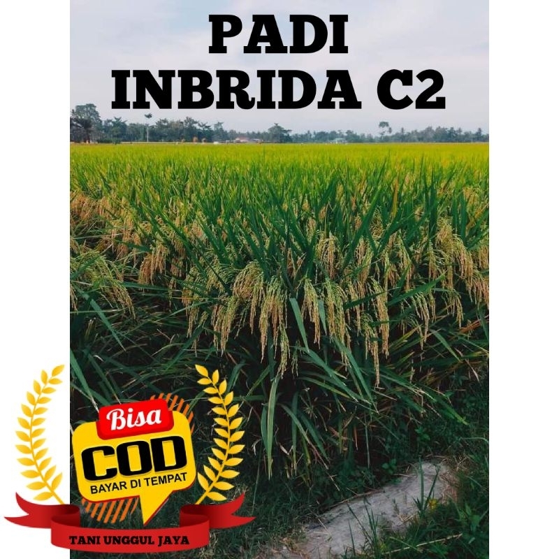 Benih Padi Inbrida C2 Kemasan 5kg Original