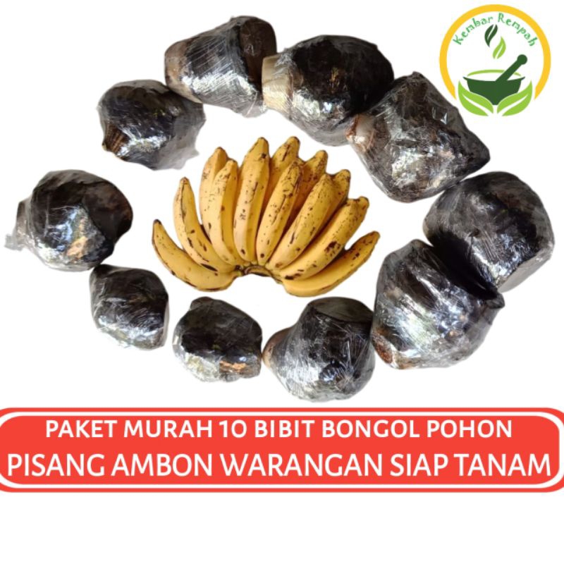 Paket Murah 10 Bibit Bonggol Pisang Ambon Warangan Dongkelan Pohon Pisang Ambon Warangan Siap Tanam