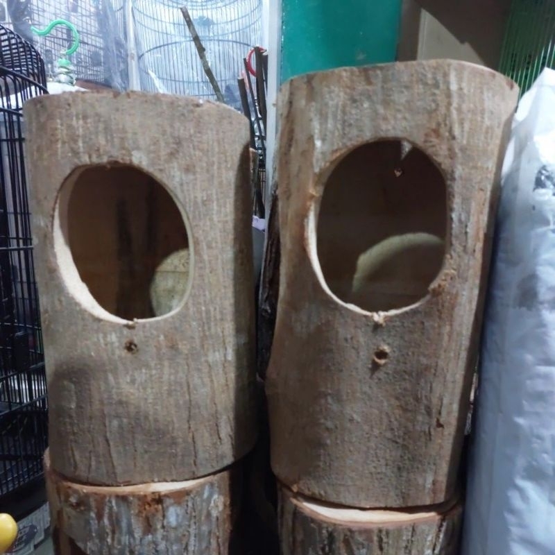 Glodok kayu untuk murai