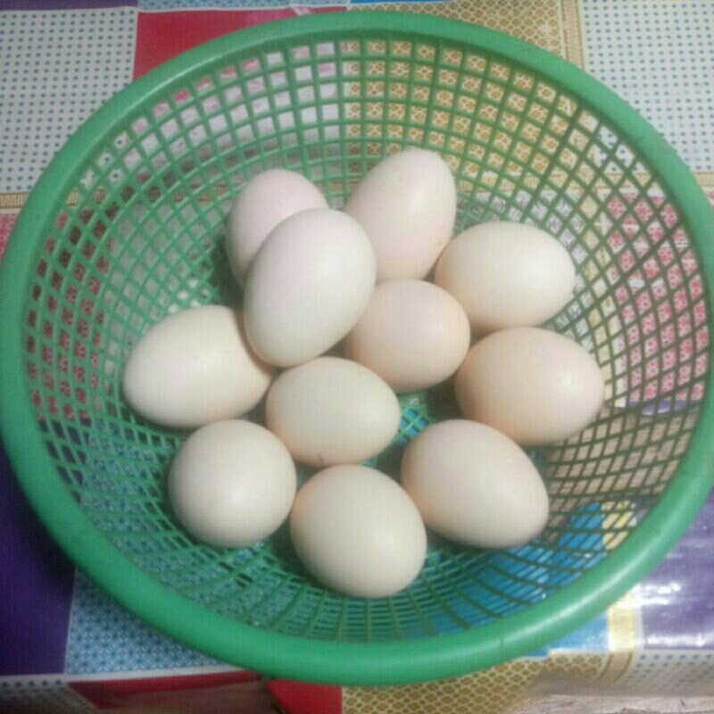 

TELUR AYAM KUB