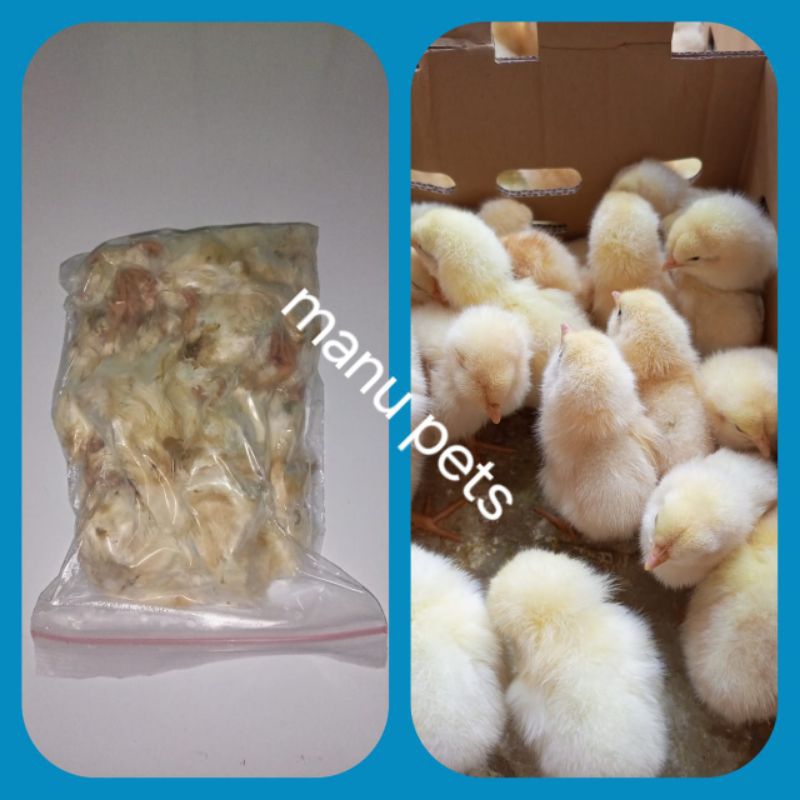 

doc anak ayam frozen press 10pcs