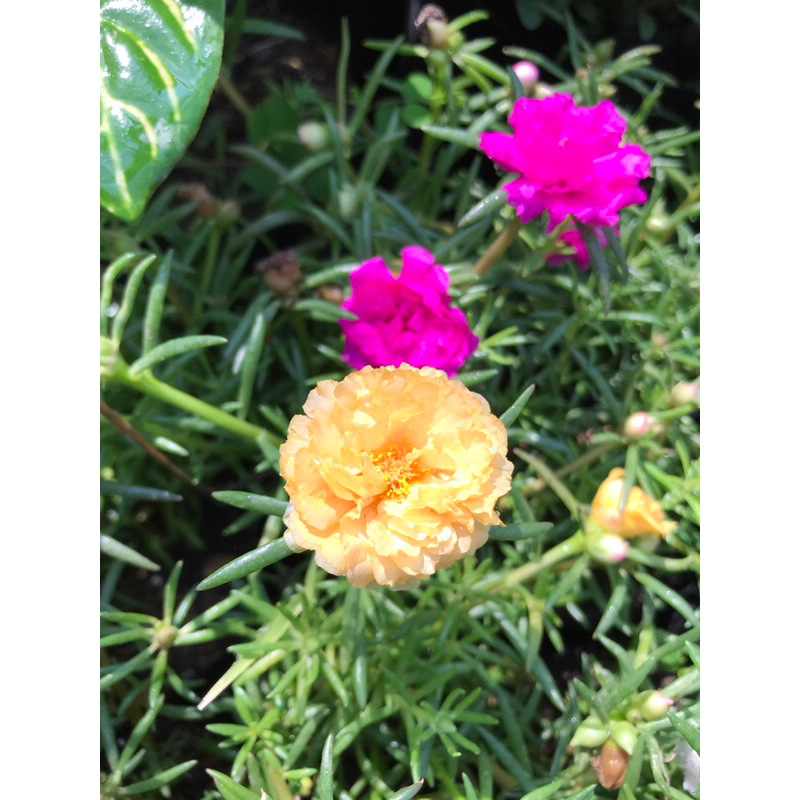 Bunga hidup Tanaman Bunga Krokot Mossrose Warna Warni Bunga krokot Tumpuk Eleghant