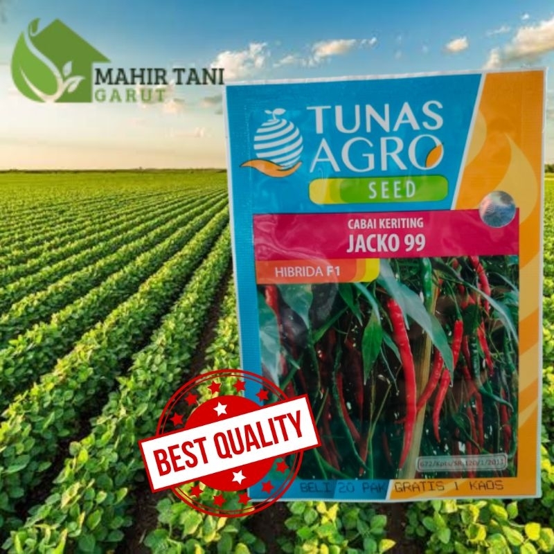 benih cabai keriting jacko 99 hibrida f1