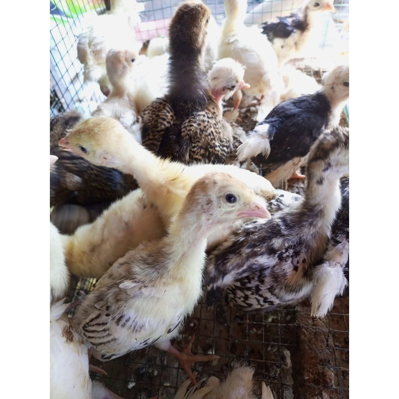 Ayam Kalkun - Ayam Hias Kalkun - Kalkun Asli
