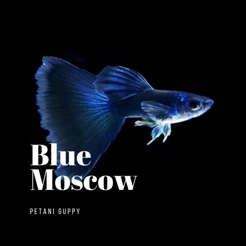 Dekorasi Aquarium Guppy Blue Moscow Grade A