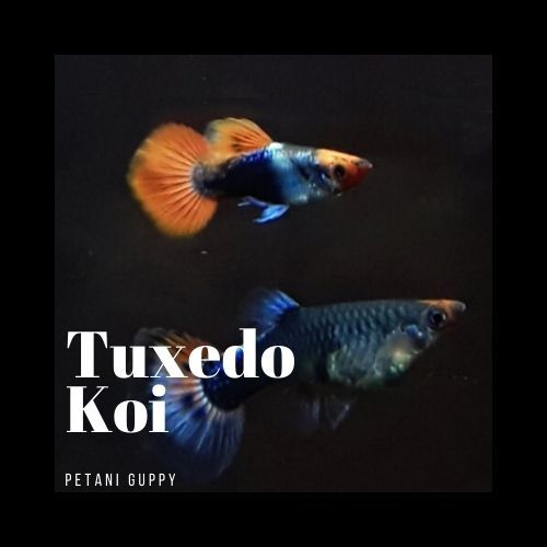 Dekorasi Aquarium Guppy Tuxedo Koi Grade A