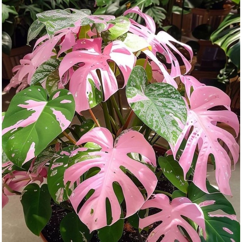 Tanaman Hias Monstera King Daun Besar pink lonely