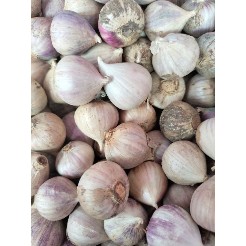 

BAWANG PUTIH TUNGGAL || BAWANG PUTIH LANANG || BAWANG LANANG SIZE BESAR 500GRAM