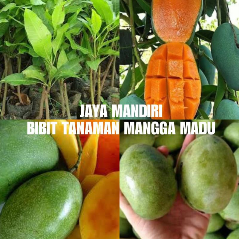 BIBIT MANGGA MADU SUPER (OKULASI)