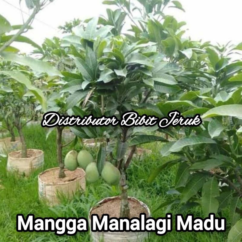 Bibit Mangga Manalagi / Mangga Madu Okulasi