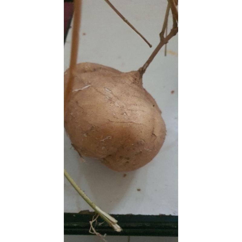 

Buah bengkoang fresh