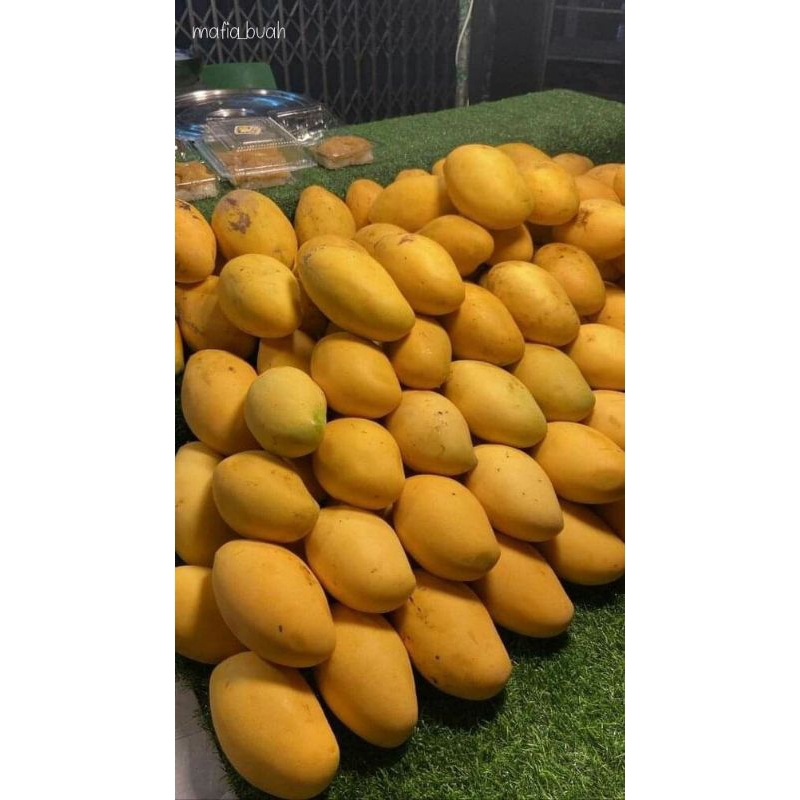 

Mangga Podang gunung suluhan berat 1 kg