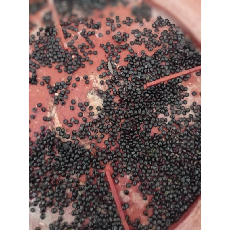 50 Biji Bibit Benih Ginseng Merah Korea