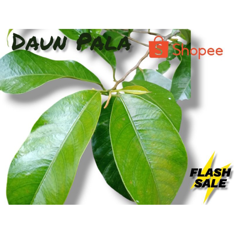 

Daun Pala Segar 10 lembar