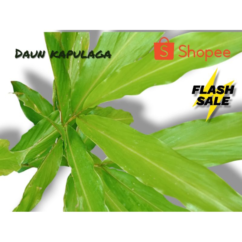 

Daun Kapulaga Segar 10 lembar